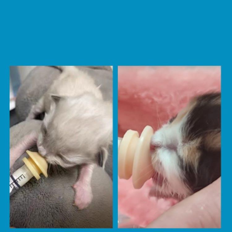 ペット 注射器 フィーダー スポイト 子猫 子犬 授乳 給水 ミルク 離乳食 給餌 老犬 老猫 投薬 流動食 栄養補給 介護補助 水 ミルク 注入器｜kj1210｜03