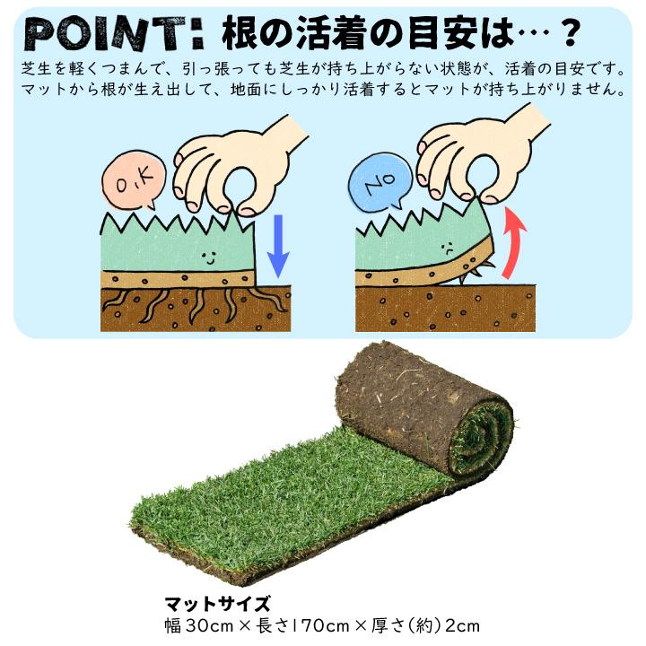 芝 ロール マット 芝生 ケンタッキーブルーグラス ミッドナイト ロール芝 約1平米 2ロール 常緑芝生 エバーグリーン 寒地型芝生 ロール芝 切芝 直送 Gf1 01 003 国分グリーンファーム 通販 Yahoo ショッピング