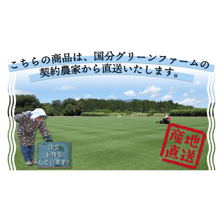 芝 ロール マット 芝生 ケンタッキーブルーグラス ミッドナイト ロール芝 約1平米 2ロール 常緑芝生 エバーグリーン 寒地型芝生 ロール芝 切芝 直送 Gf1 01 003 国分グリーンファーム 通販 Yahoo ショッピング