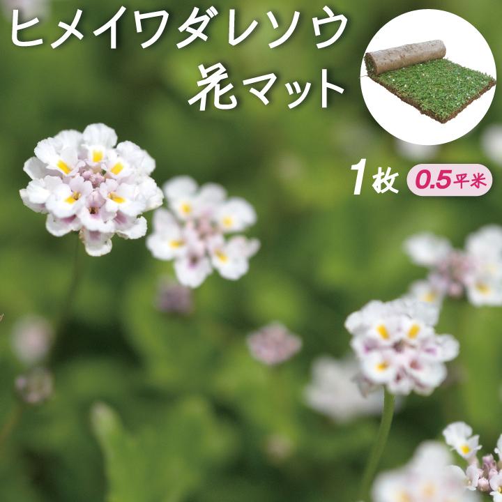 ヒメイワダレソウ 花マット 1ロール 約0 5平米 50cm 1m ロール リピア 法面 土留め ヒメイワダレソウ 姫岩垂草 Gf2 01 001 国分グリーンファーム 通販 Yahoo ショッピング