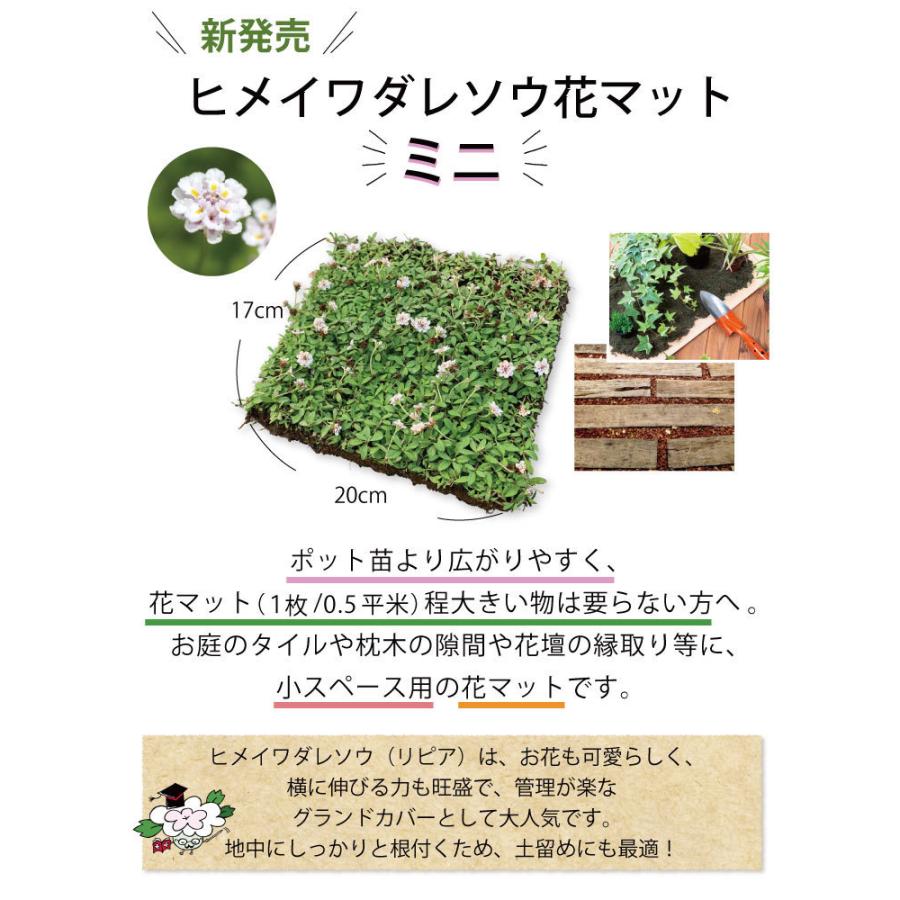 芝生 天然芝 花マット ヒメイワダレソウ ミニ花マット cm 17cm リピア グランドカバー 植物 ほふく 花 苗 セット 法面 土留め ヒメイワダレソウ Gf2 01 003 国分グリーンファーム 通販 Yahoo ショッピング