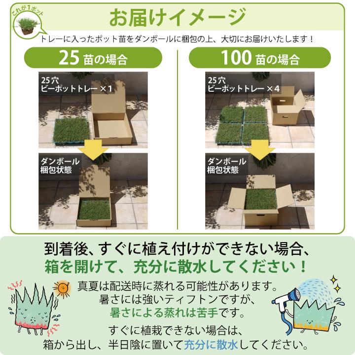 芝 芝生 ポット苗 ティフトン芝 25苗 天然芝生 約5平米分 芝 芝生 ポット苗 ティフトン芝 25苗 天然芝生 約5平米分