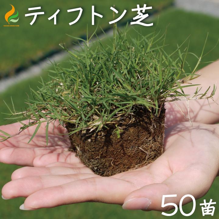 芝 芝生 ポット苗 ティフトン芝ポット苗 50苗 約10平米分 (キューブ苗