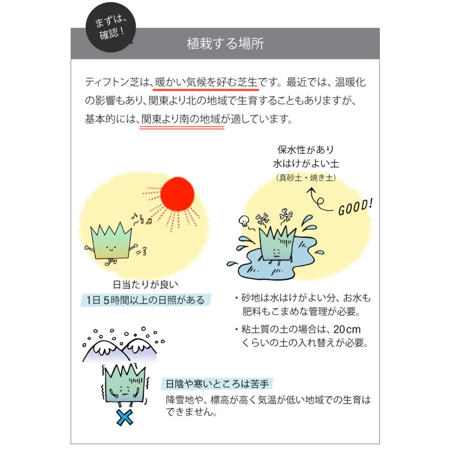 芝 芝生 ポット苗 ティフトン芝ポット苗 50苗 約10平米分 キューブ苗 ティフトン419 芝生 校庭緑化 園庭 スポーツターフ Gf3 01 050 国分グリーンファーム 通販 Yahoo ショッピング