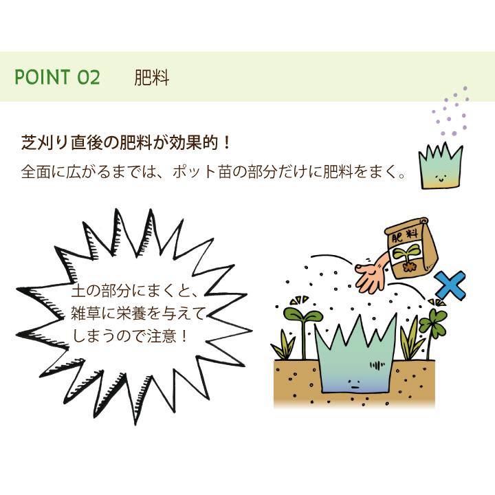 芝 芝生 ポット苗 おすすめ ティフトン芝ポット苗 50苗 約10平米分 校庭緑化 スポーツターフ ティフトン419 園庭 キューブ苗