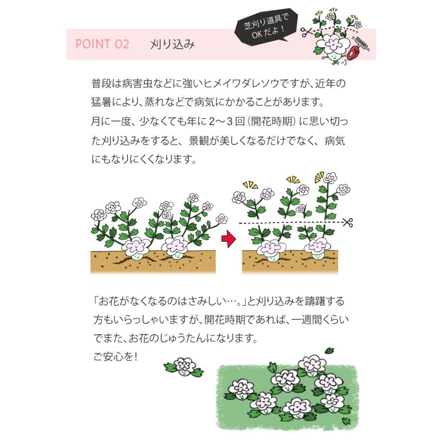 ヒメイワダレソウ ポット苗 (白系)12個 リピア 庭 雑草対策 グランド