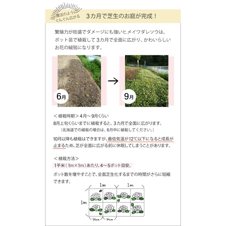 ヒメイワダレソウ ポット苗 (白系)12個 リピア 庭 雑草対策 グランド