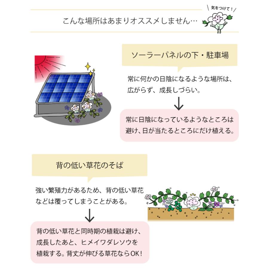 ヒメイワダレソウ ポット苗 (白系)12個 リピア 庭 雑草対策 グランド