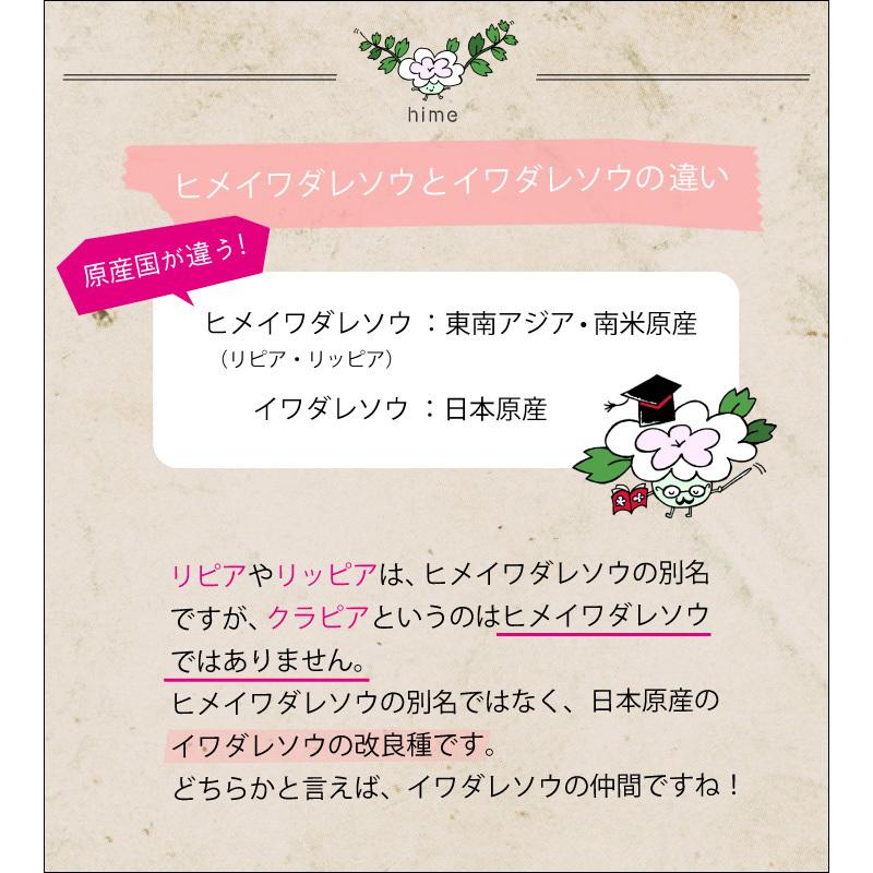 ヒメイワダレソウ ポット苗 白系 28個 レビューを書いて肥料プレゼント 姫岩垂草 リピア グランドカバー 雑草対策 Gf3 02 024 国分グリーンファーム 通販 Yahoo ショッピング
