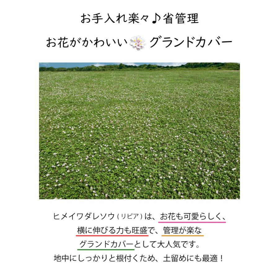 ヒメイワダレソウ リピア ポット苗(白系)56個 グランドカバー 雑草対策
