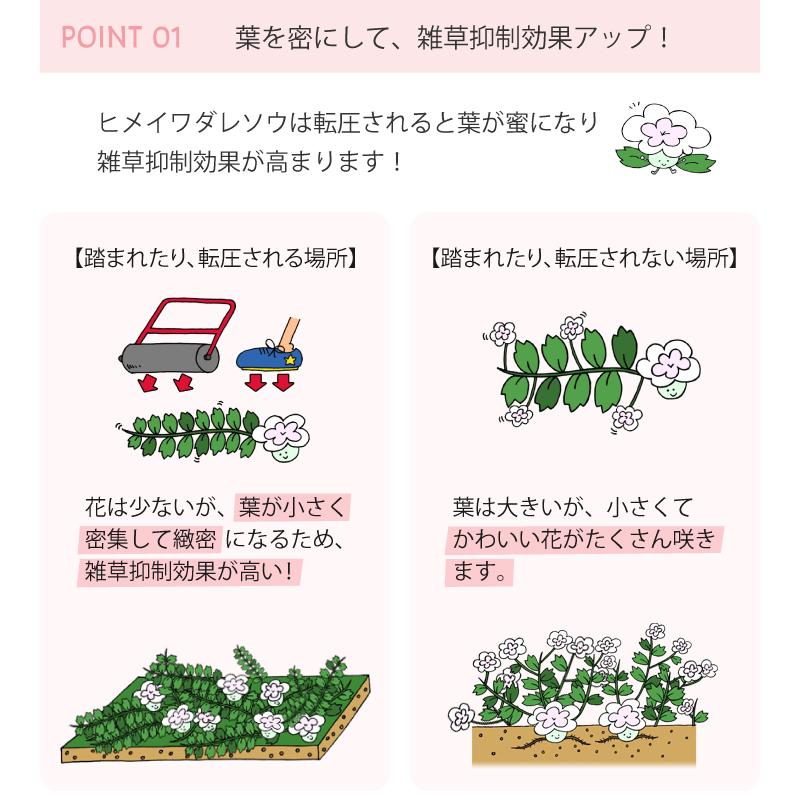 ヒメイワダレソウ リピア ポット苗(白系)56個 グランドカバー 雑草対策