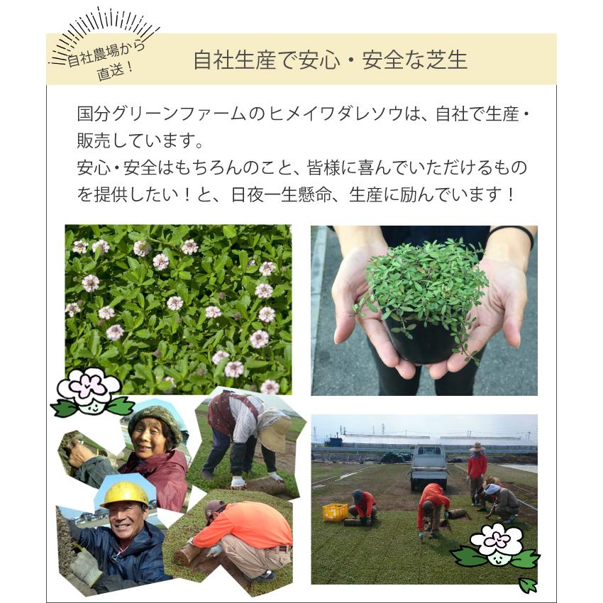 ヒメイワダレソウ リピア ポット苗(白系)56個 グランドカバー 雑草対策