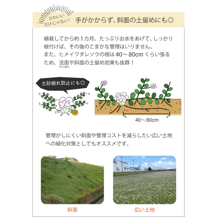 ヒメイワダレソウ リピア ポット苗(白系)56個 グランドカバー 雑草対策