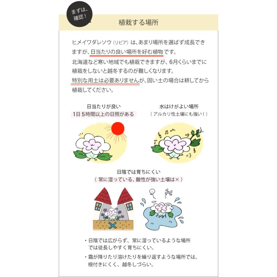 爆買」ヒメイワダレソウ リピア ポット苗(白系)56個 グランドカバー
