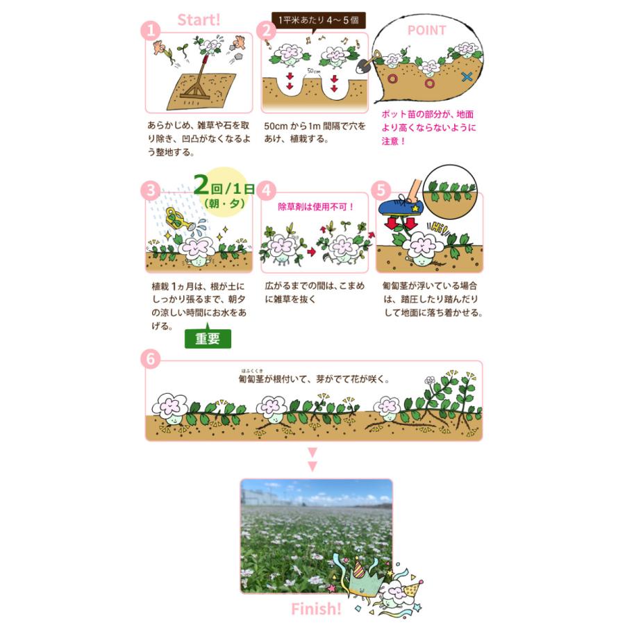 ヒメイワダレソウ リピア ポット苗(白系)56個 グランドカバー 雑草対策