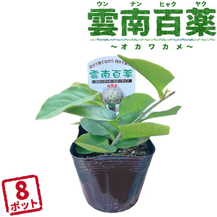 野菜苗 雲南百薬 うんなんひゃくやく おかわかめ ポット苗 3号 9cmポット