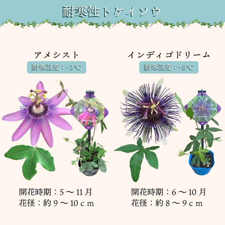 トケイソウ 花 草花の苗 耐寒性時計草 非耐寒性時計草 緑のカーテン 苗 トケイソウ4苗セット サンギノレンタ カスリノマイ アメシスト インディゴドリーム Gf3 09 004 国分グリーンファーム 通販 Yahoo ショッピング