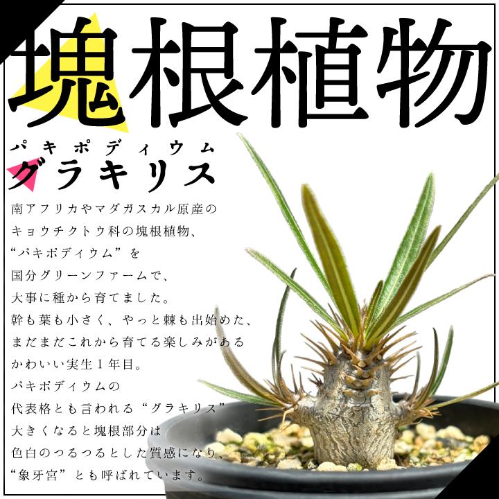 パキポディウム グラキリス 実生1年目 2.5号鉢 塊根植物 パキポディウム グラキリス 実生1年目 2.5号鉢 塊根植物