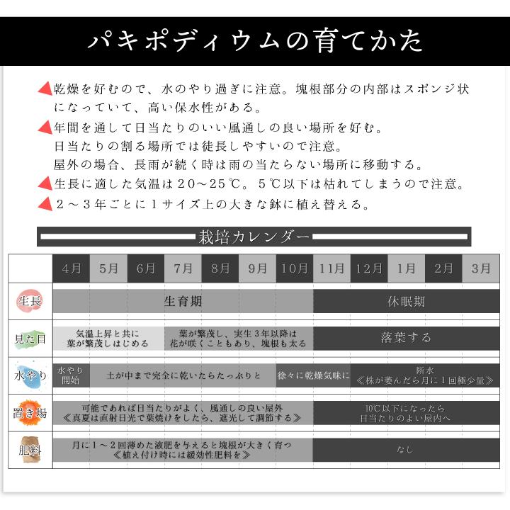 パキポディウム グラキリス 実生1年目 2.5号鉢 塊根植物 パキポディウム グラキリス 実生1年目 2.5号鉢 塊根植物