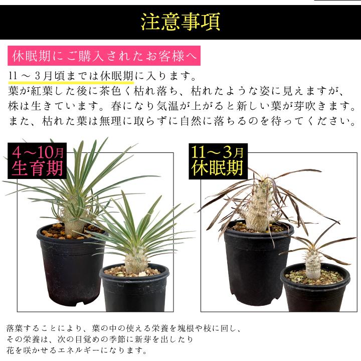 パキポディウム グラキリス 実生1年目 2.5号鉢 塊根植物 パキポディウム グラキリス 実生1年目 2.5号鉢 塊根植物