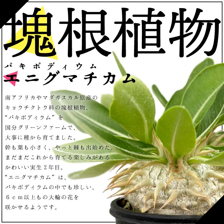 パキポディウム エニグマチカム 実生2年目 2.5号鉢 塊根植物 パキポディウム エニグマチカム 実生2年目 2.5号鉢 塊根植物