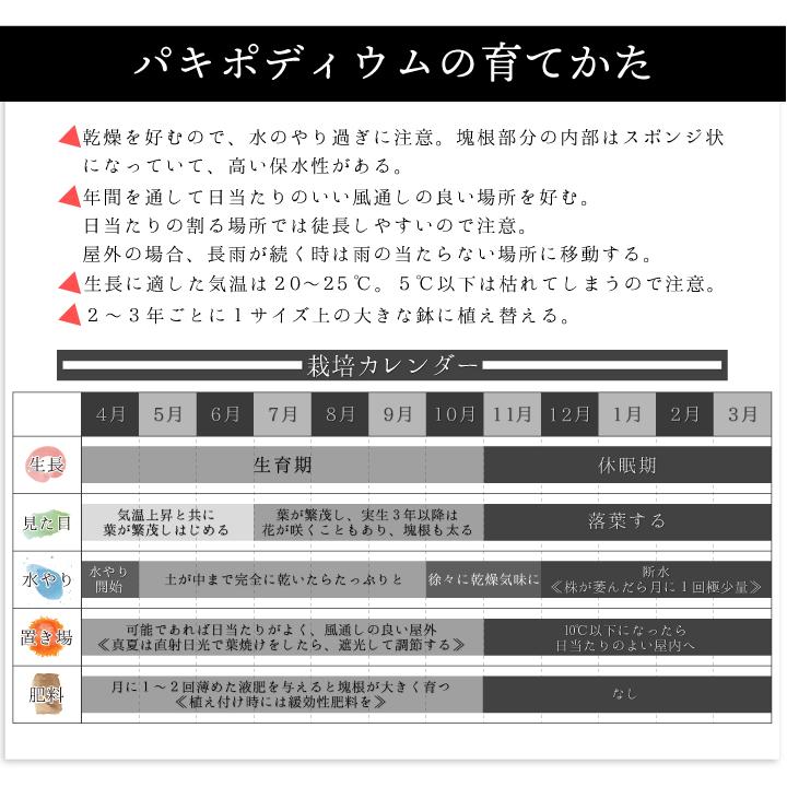 パキポディウム エニグマチカム 実生2年目 2.5号鉢 塊根植物 パキポディウム エニグマチカム 実生2年目 2.5号鉢 塊根植物