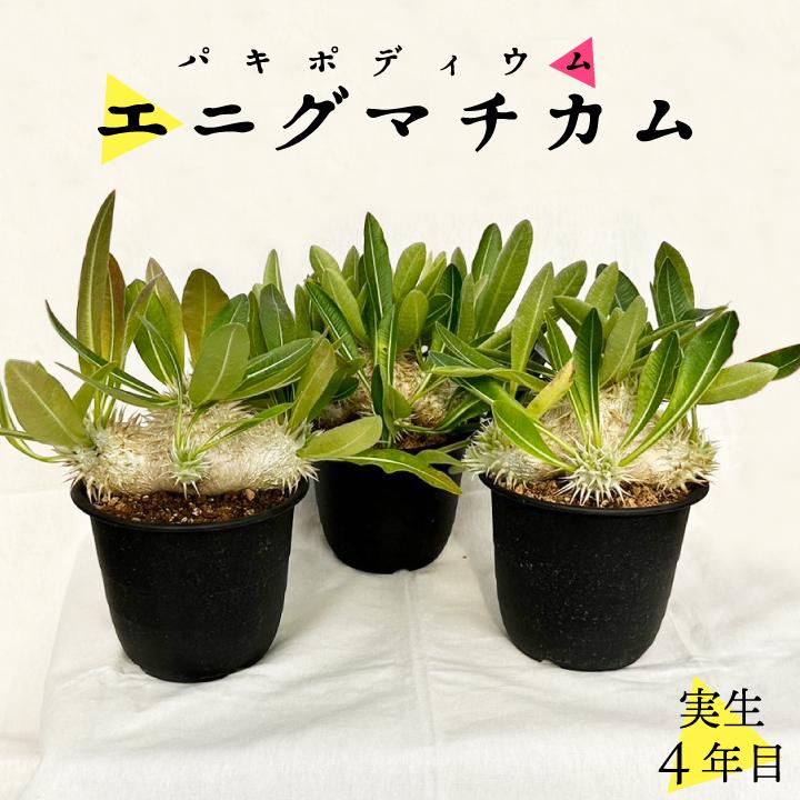 パキポディウム エニグマチカム 実生4年目 4.5号鉢 塊根植物 パキポディウム エニグマチカム 実生4年目 4.5号鉢 塊根植物
