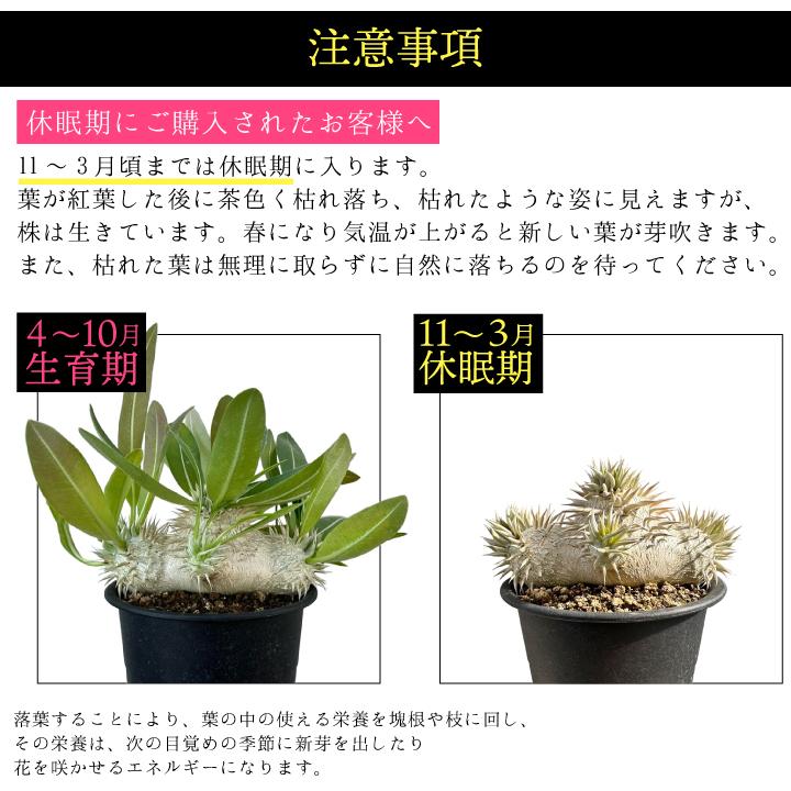 パキポディウム エニグマチカム 実生4年目 4.5号鉢 塊根植物 パキポディウム エニグマチカム 実生4年目 4.5号鉢 塊根植物