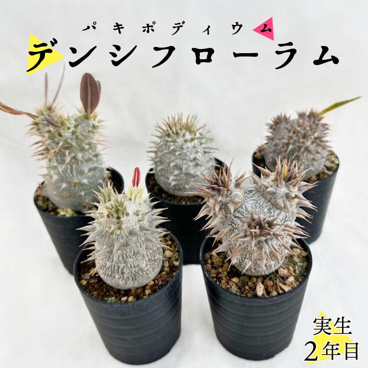 パキポディウム デンシフローラム 実生2年目 2.5号鉢 塊根植物