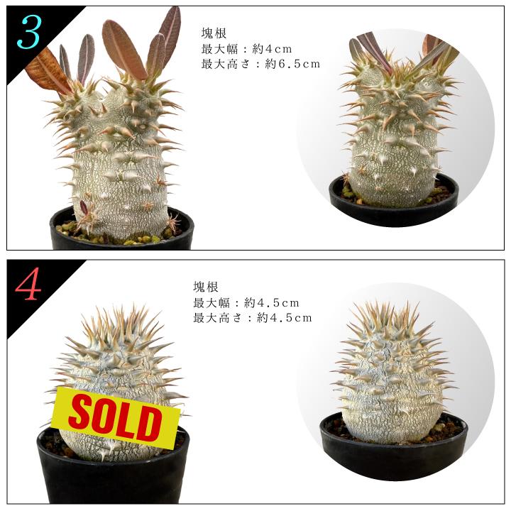 パキポディウム デンシフローラム 実生2年目 2.5号鉢 塊根植物
