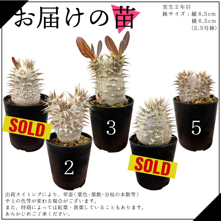 パキポディウム デンシフローラム 実生2年目 2.5号鉢 塊根植物
