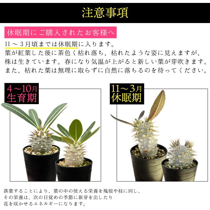 パキポディウム デンシフローラム 実生2年目 2.5号鉢 塊根植物