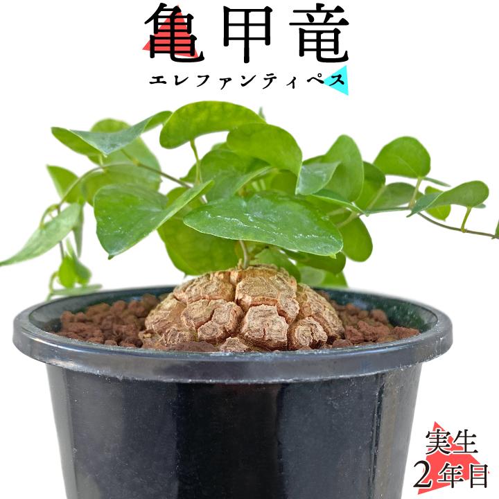 送料無料 亀甲竜 ディオスコレア・エレファンティペス 実生2年 送料無料 亀甲竜 ディオスコレア・エレファンティペス 実生2年