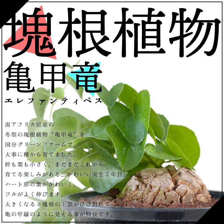 送料無料 亀甲竜 ディオスコレア・エレファンティペス 実生2年 送料無料 亀甲竜 ディオスコレア・エレファンティペス 実生2年