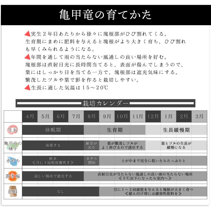送料無料 亀甲竜 ディオスコレア・エレファンティペス 実生2年目 3号