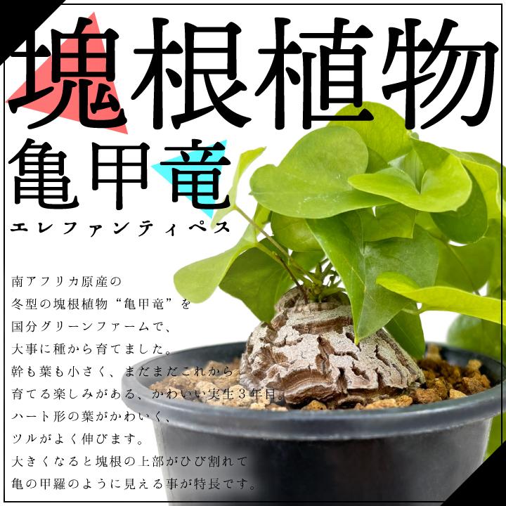 送料無料 亀甲竜 ディオスコレア・エレファンティペス 実生3年 送料無料 亀甲竜 ディオスコレア・エレファンティペス 実生3年