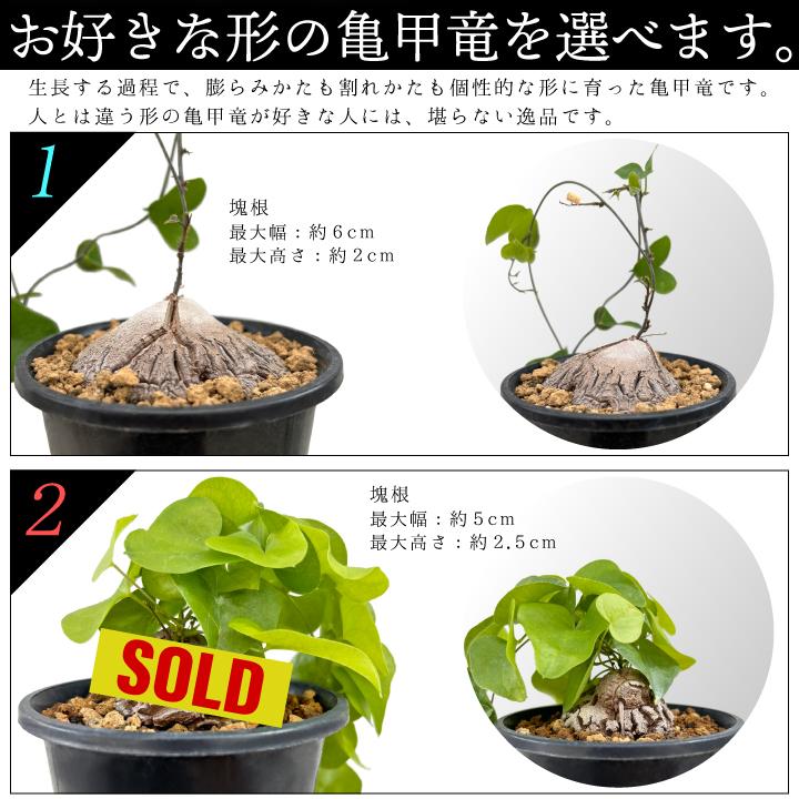 送料無料 亀甲竜 ディオスコレア・エレファンティペス 実生3年 送料無料 亀甲竜 ディオスコレア・エレファンティペス 実生3年