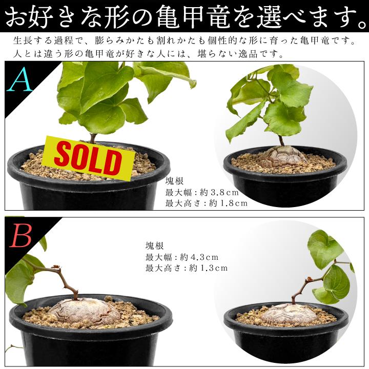 送料無料 亀甲竜 ディオスコレア・エレファンティペス 実生3年目3号