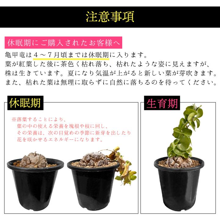 送料無料 亀甲竜 ディオスコレア・エレファンティペス 実生3年目3号