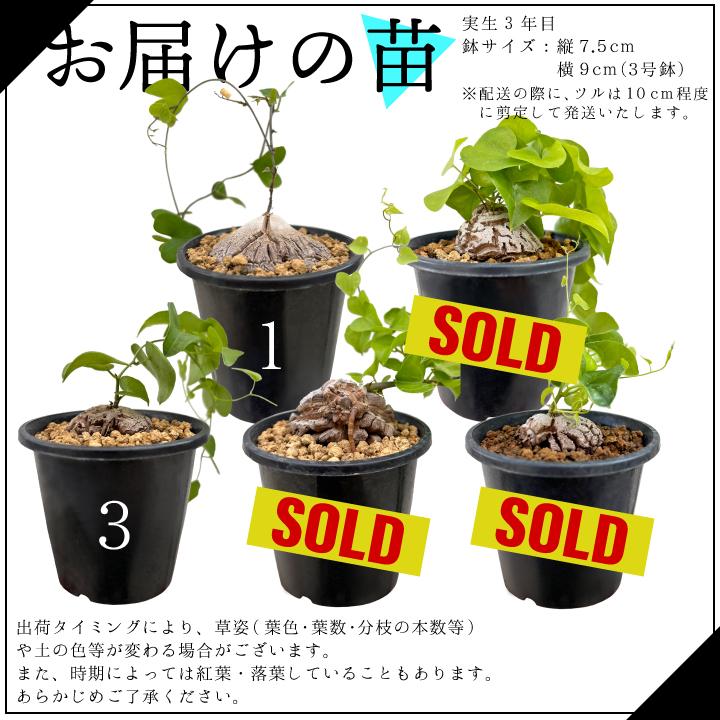 送料無料 亀甲竜 ディオスコレア・エレファンティペス 実生3年 送料無料 亀甲竜 ディオスコレア・エレファンティペス 実生3年