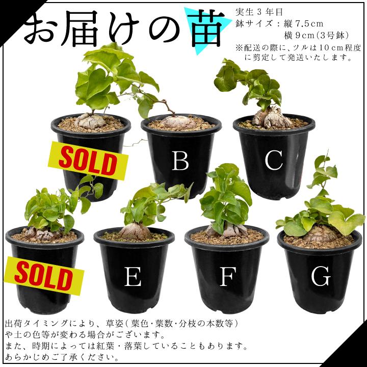 送料無料 亀甲竜 ディオスコレア・エレファンティペス 実生3年目3号