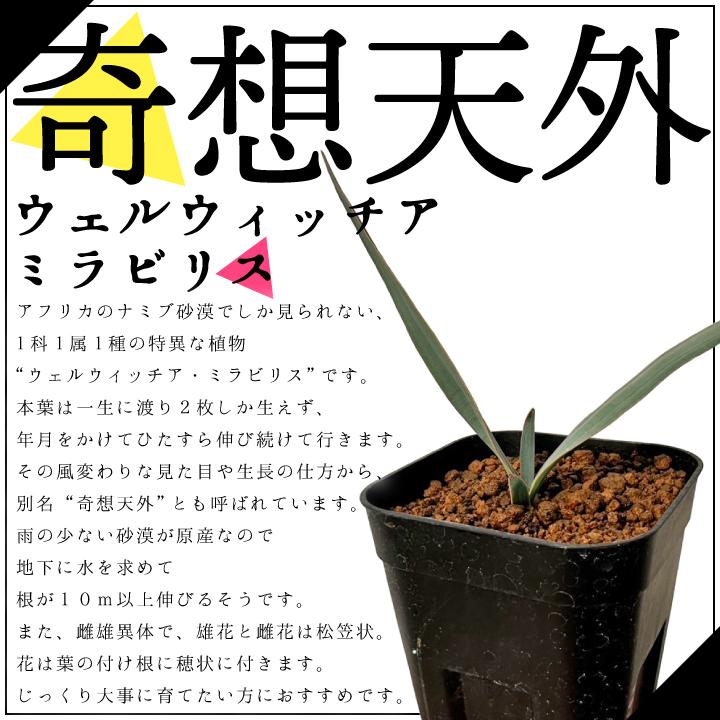 送料無料 奇想天外 ウェルウィッチア・ミラビリス 実生1年目 3号