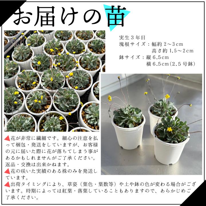 送料無料 オトンナ カカリオイデス 実生3年目 2.5号鉢 国内実生 塊根