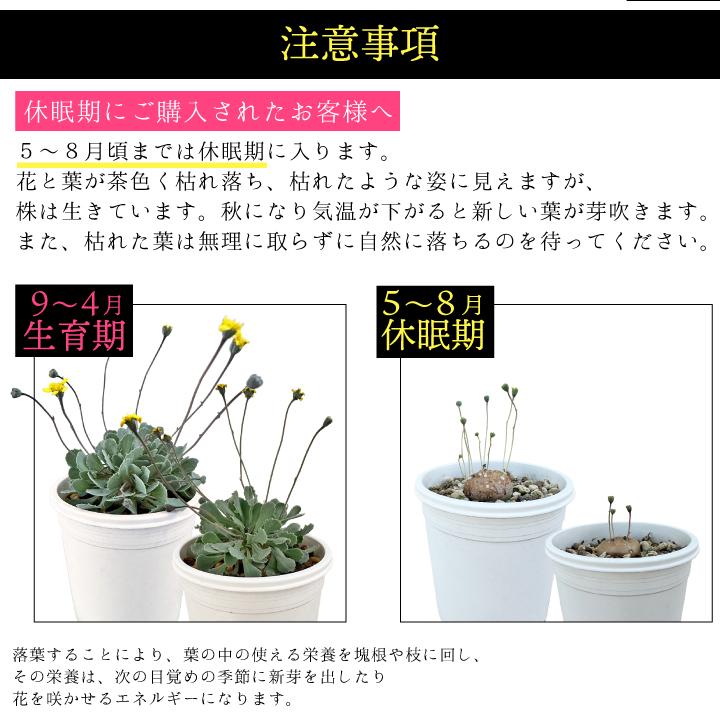 送料無料 オトンナ カカリオイデス 実生3年目 2.5号鉢 国内実生 塊根