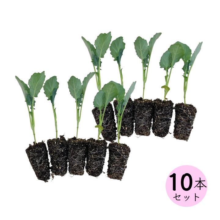 日付指定不可 ブロッコリー苗 サマードーム 10苗セット 野菜苗 送料無料 家庭菜園 野菜 種 苗 ブロッコリー育て方 Gf80 01 010 国分グリーンファーム 通販 Yahoo ショッピング