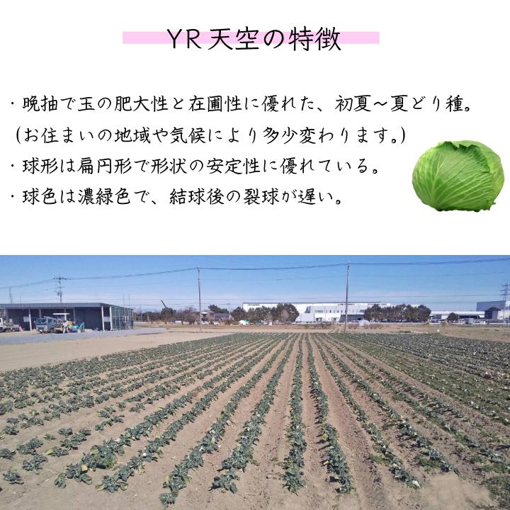 キャベツ苗 いろどり 10苗セット 野菜苗 送料無料 家庭菜園 野菜 種 苗 きゃべつ キャベツ育て方 Gf80 02 010 国分グリーンファーム 通販 Yahoo ショッピング