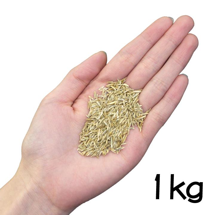芝生 種 ペレニアルライグラス 種 1kg 約25平米分 寒地型芝生 種 西洋芝 オーバーシード ティフトン芝 常緑 冬芝種 Gf9 01 001 国分グリーンファーム 通販 Yahoo ショッピング