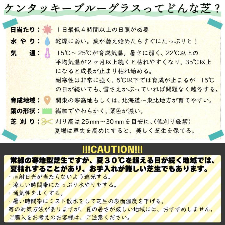 芝生 常緑 ケンタッキーブルーグラス(種) ミッドナイト 1kg 芝種 西洋芝 寒地型 追い播き 補植 補修｜kkb-green｜03