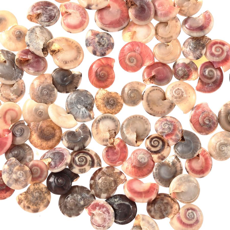 シェルパーツ 貝殻 6〜8mm カラフル MIX 100個 渦 巻貝 手芸