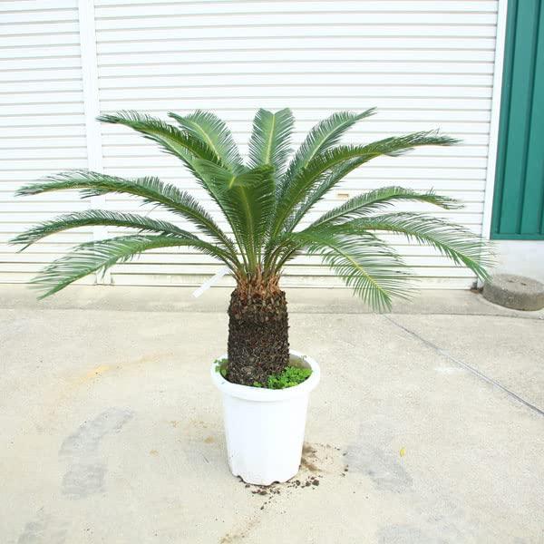 特選庭木・植木　ソテツ：蘇鉄*10号　全高100ｃｍ 現品限り　大型佐川急便配送